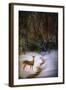 Buck at Snowy Creek-Jai Johnson-Framed Giclee Print