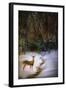 Buck at Snowy Creek-Jai Johnson-Framed Giclee Print