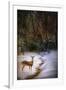 Buck at Snowy Creek-Jai Johnson-Framed Giclee Print