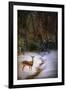 Buck at Snowy Creek-Jai Johnson-Framed Giclee Print