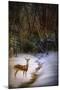 Buck at Snowy Creek-Jai Johnson-Mounted Giclee Print