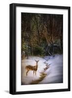 Buck at Snowy Creek-Jai Johnson-Framed Giclee Print