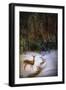 Buck at Snowy Creek-Jai Johnson-Framed Giclee Print