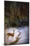 Buck at Snowy Creek-Jai Johnson-Mounted Giclee Print