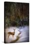 Buck at Snowy Creek-Jai Johnson-Stretched Canvas