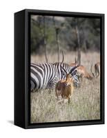 Buck impala on the Masai Mara, Kenya-Larry Richardson-Framed Stretched Canvas