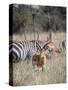 Buck impala on the Masai Mara, Kenya-Larry Richardson-Stretched Canvas