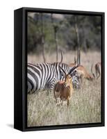 Buck impala on the Masai Mara, Kenya-Larry Richardson-Framed Stretched Canvas