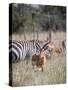 Buck impala on the Masai Mara, Kenya-Larry Richardson-Stretched Canvas