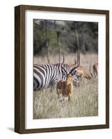 Buck impala on the Masai Mara, Kenya-Larry Richardson-Framed Photographic Print