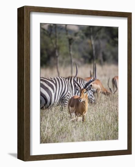 Buck impala on the Masai Mara, Kenya-Larry Richardson-Framed Photographic Print