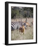 Buck impala on the Masai Mara, Kenya-Larry Richardson-Framed Photographic Print