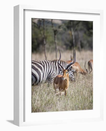 Buck impala on the Masai Mara, Kenya-Larry Richardson-Framed Photographic Print