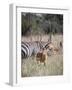Buck impala on the Masai Mara, Kenya-Larry Richardson-Framed Photographic Print