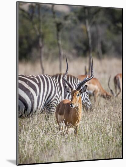 Buck impala on the Masai Mara, Kenya-Larry Richardson-Mounted Photographic Print