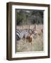 Buck impala on the Masai Mara, Kenya-Larry Richardson-Framed Photographic Print