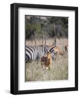 Buck impala on the Masai Mara, Kenya-Larry Richardson-Framed Photographic Print