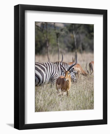 Buck impala on the Masai Mara, Kenya-Larry Richardson-Framed Photographic Print