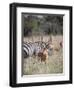 Buck impala on the Masai Mara, Kenya-Larry Richardson-Framed Photographic Print