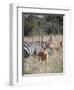 Buck impala on the Masai Mara, Kenya-Larry Richardson-Framed Photographic Print