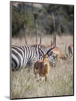 Buck impala on the Masai Mara, Kenya-Larry Richardson-Mounted Photographic Print