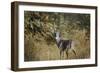 Buck in Autumn-Jai Johnson-Framed Giclee Print