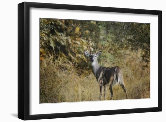 Buck in Autumn-Jai Johnson-Framed Giclee Print