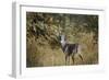 Buck in Autumn-Jai Johnson-Framed Giclee Print