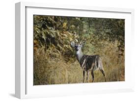 Buck in Autumn-Jai Johnson-Framed Giclee Print