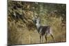 Buck in Autumn-Jai Johnson-Mounted Giclee Print