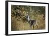 Buck in Autumn-Jai Johnson-Framed Giclee Print