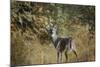 Buck in Autumn-Jai Johnson-Mounted Giclee Print