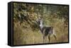 Buck in Autumn-Jai Johnson-Framed Stretched Canvas