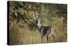 Buck in Autumn-Jai Johnson-Stretched Canvas