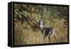Buck in Autumn-Jai Johnson-Framed Stretched Canvas