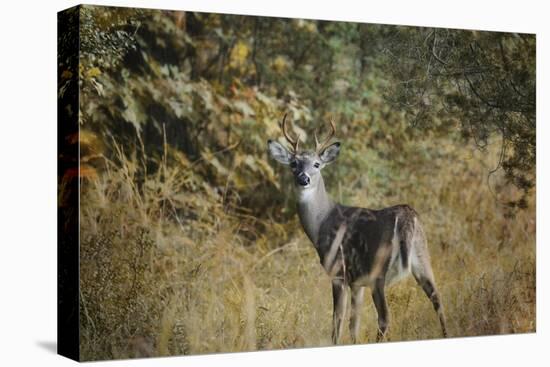 Buck in Autumn-Jai Johnson-Stretched Canvas