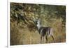 Buck in Autumn-Jai Johnson-Framed Giclee Print