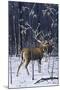 Buck in His Prime-Wilhelm Goebel-Mounted Giclee Print