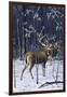 Buck in His Prime-Wilhelm Goebel-Framed Giclee Print