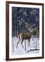 Buck in His Prime-Wilhelm Goebel-Framed Giclee Print