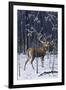 Buck in His Prime-Wilhelm Goebel-Framed Giclee Print