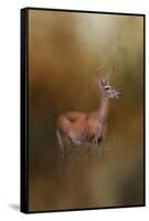 Buck in the Woods-Jai Johnson-Framed Stretched Canvas