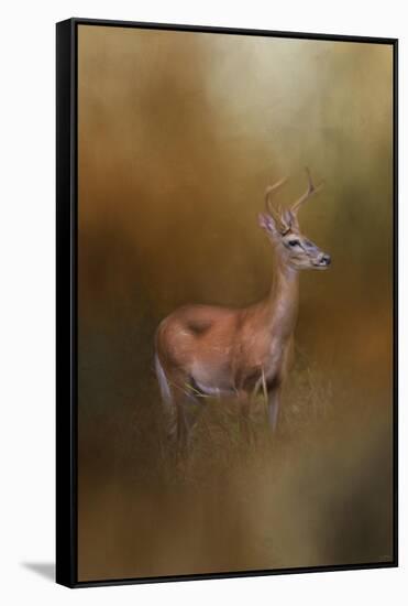 Buck in the Woods-Jai Johnson-Framed Stretched Canvas