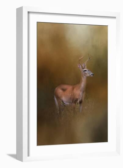 Buck in the Woods-Jai Johnson-Framed Giclee Print