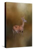 Buck in the Woods-Jai Johnson-Stretched Canvas