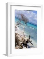 Buck Island, Saint Croix, Us Virgin Islands. Beach with Christiansted-Janet Muir-Framed Photographic Print