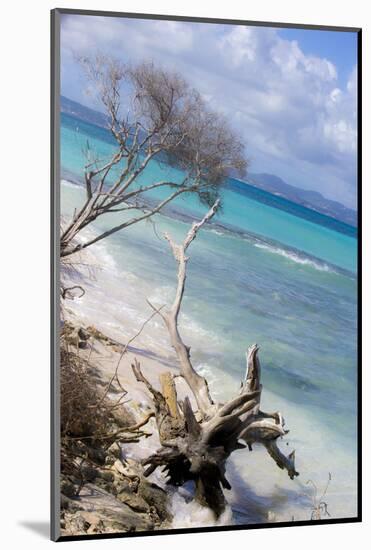 Buck Island, Saint Croix, Us Virgin Islands. Beach with Christiansted-Janet Muir-Mounted Photographic Print