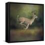 Buck on the Run-Jai Johnson-Framed Stretched Canvas