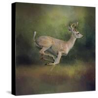 Buck on the Run-Jai Johnson-Stretched Canvas