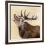 Buck-Janie Howe-Framed Giclee Print